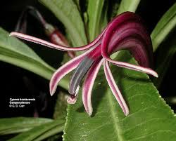 Attēlu rezultāti vaicājumam “Lobeliaceae”