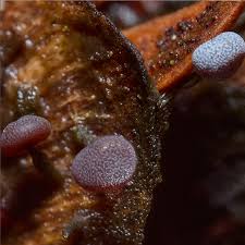 Attēlu rezultāti vaicājumam “Symphytocarpus impexus plasmodium”