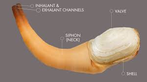 Image result for geoduck