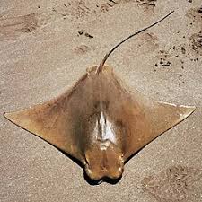 Image result for Rhinoptera bonasus