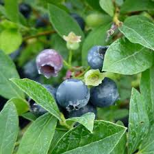 Attēlu rezultāti vaicājumam “Vaccinium angustifolium”