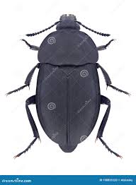 Attēlu rezultāti vaicājumam “Silpha obscura larva”