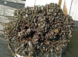 Attēlu rezultāti vaicājumam “Dreissena polymorpha”