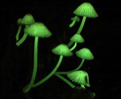 Attēlu rezultāti vaicājumam “Mycena belliarum”