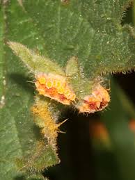 Attēlu rezultāti vaicājumam “Puccinia urticata”