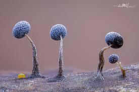 Attēlu rezultāti vaicājumam “Physarum album spores”