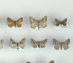 Attēlu rezultāti vaicājumam “Macaria signaria”