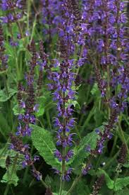 Image result for Salvia pratensis `Rose Rhapsody