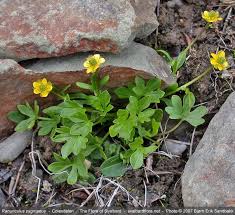 Attēlu rezultāti vaicājumam “Ranunculus polyanthemos”