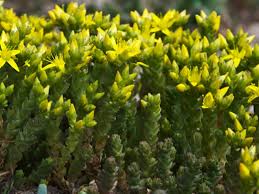 Attēlu rezultāti vaicājumam “Sedum acre leaf”