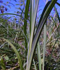 Attēlu rezultāti vaicājumam “Carex atherodes”