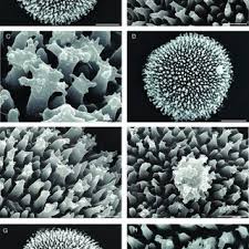 Attēlu rezultāti vaicājumam “Acaulon muticum sporophyte”