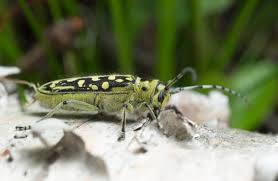 Attēlu rezultāti vaicājumam “Saperda scalaris”