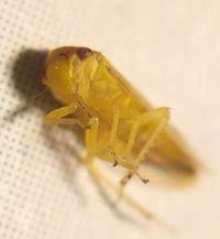 Attēlu rezultāti vaicājumam “Oncopsis sp.”