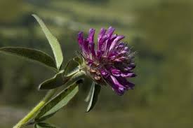 Attēlu rezultāti vaicājumam “Trifolium alpestre”
