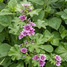 Image result for Malva sylvestris 'Zebrina'