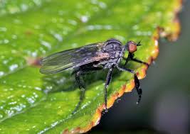 Attēlu rezultāti vaicājumam “Empis sp.”