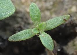 Attēlu rezultāti vaicājumam “Silene tatarica bud”