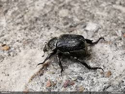 Attēlu rezultāti vaicājumam “Hoplia graminicola”