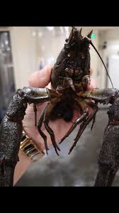 Attēlu rezultāti vaicājumam “Astacus astacus”