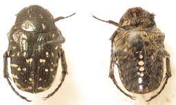 Attēlu rezultāti vaicājumam “Oxythyrea funesta”