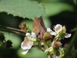 Attēlu rezultāti vaicājumam “Satyrium w-album underside”