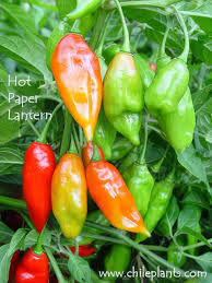 Afbeeldingsresultaat voor paper lantern hot pepper