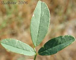 Attēlu rezultāti vaicājumam “Melilotus officinalis leaf”