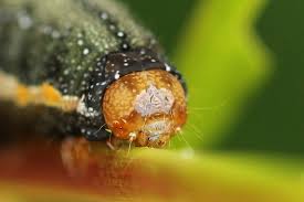 Attēlu rezultāti vaicājumam “Trachea atriplicis”