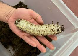 Attēlu rezultāti vaicājumam “Bolitophagus reticulatus larva”