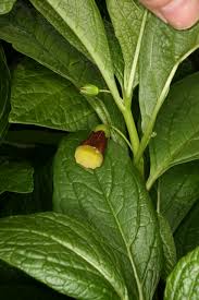 Attēlu rezultāti vaicājumam “Scopolia carniolica leaf”