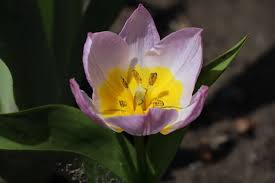 Attēlu rezultāti vaicājumam “Tulipa gesneriana flower”
