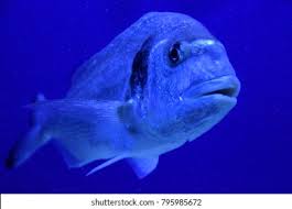 Image result for Sparus aurata