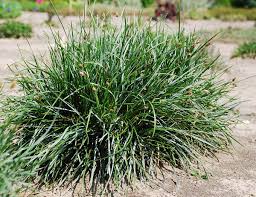 Attēlu rezultāti vaicājumam “Sesleria caerulea”