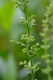 Image result for Chenopodium botrys