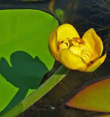 Attēlu rezultāti vaicājumam “Nuphar lutea flower”