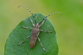 Attēlu rezultāti vaicājumam “Saperda carcharias”