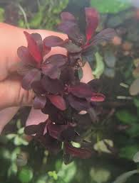 Risultati immagini per bucephalandra pinoh red stem