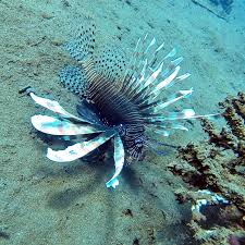 Image result for Pterois volitans