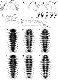 Attēlu rezultāti vaicājumam “Dermestes murinus”