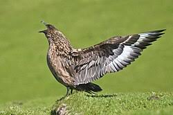 Image result for Stercorarius skua