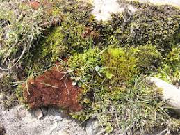 Attēlu rezultāti vaicājumam “Bryum pallens”