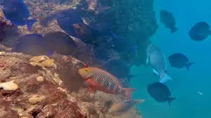 Image result for Scarus zelindae