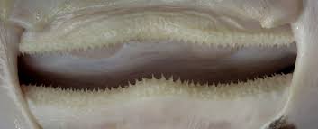 Image result for Amblyraja hyperborea