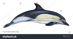 Image result for Delphinus delphis