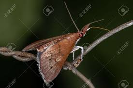 Attēlu rezultāti vaicājumam “Crambidae”