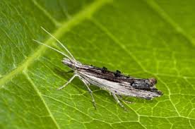 Attēlu rezultāti vaicājumam “Ypsolopha scabrella”