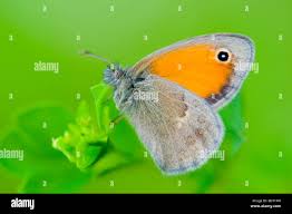 Attēlu rezultāti vaicājumam “Coenonympha pamphilus underside”