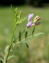 Attēlu rezultāti vaicājumam “Astragalus arenarius flower”