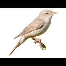 Image result for Hippolais pallida